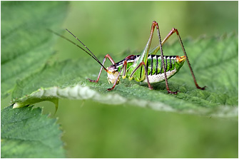 Poecilimon cretensis