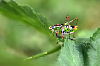 Poecilimon cretensis