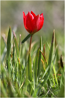 Tulipa orphanidea