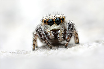 2025_Spring/Neaetha_absheronica43a