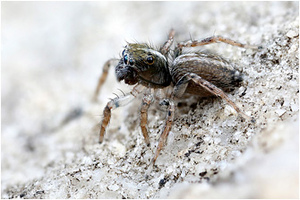S.  ariadneae