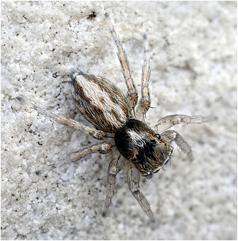 S.  ariadneae