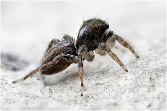 Saitis ariadneae