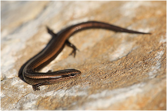 Ablepharus kitaibelii