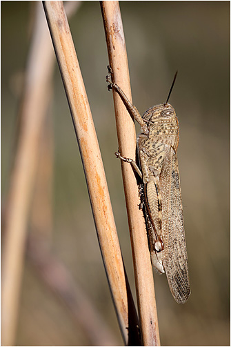 Anacridium aegyptium