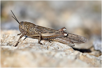 Anacridium aegyptium