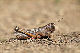 Eyprepocnemis plorans