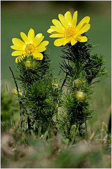Adonis vernalis
