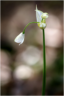 Allium paradoxum