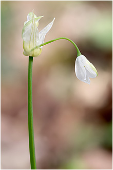 Allium paradoxum