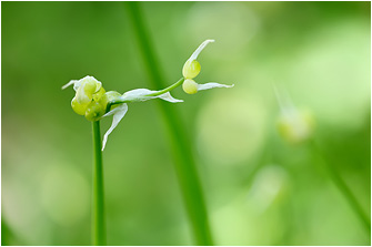 Allium paradoxum