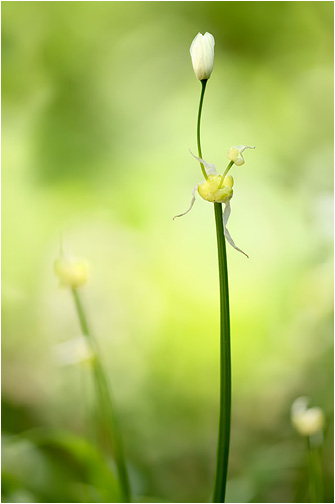 Allium paradoxum