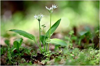 Allium ursinum
