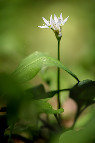 Allium ursinum