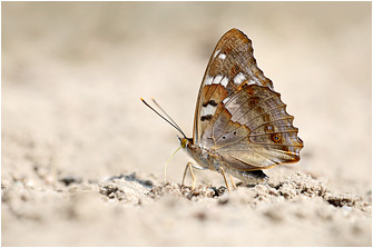 Apatura ilia
