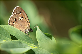 Aphantopus hyperantus
