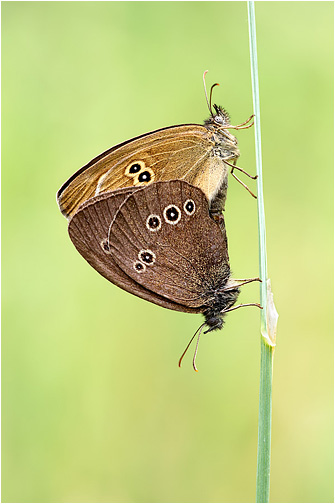 Aphantopus hyperantus