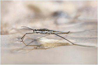 Aquarius paludum