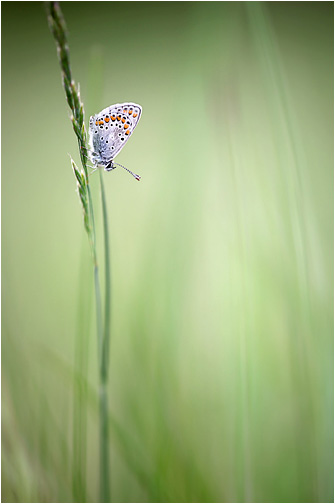Aricia agestis