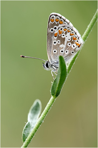 Aricia agestis