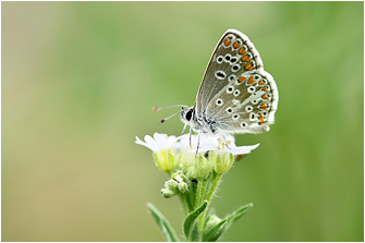 Aricia agestis
