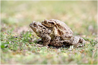 Bufo bufo