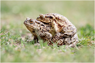 Bufo bufo