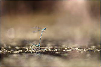 Coenagrion puella