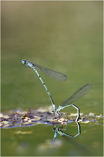 Coenagrion puella