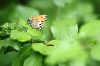 Coenonympha arcania