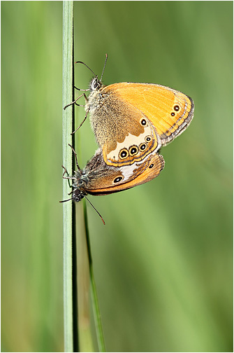 Coenonympha arcania