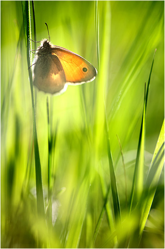 Coenonympha pamphilus