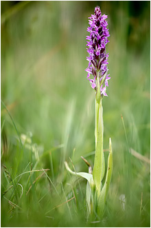 Dactylorhiza incarnata