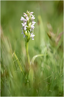 Dactylorhiza incarnata