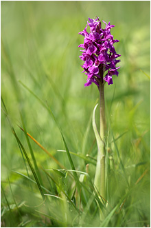Dactylorhiza incarnata x majalis