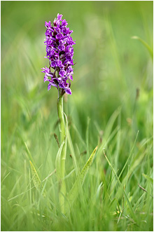 Dactylorhiza incarnata x majalis