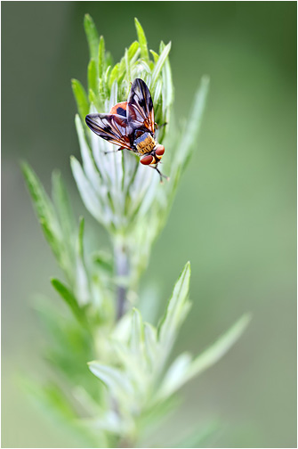 Ectophasia crassipennis