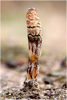 Equisetum arvense