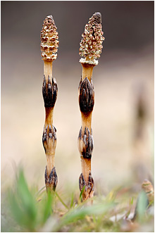 Equisetum arvense