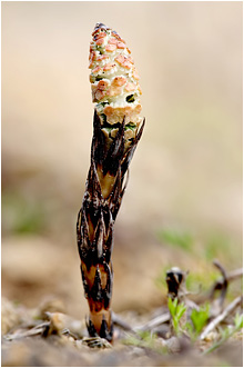 Equisetum arvense