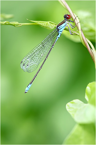 Erythromma viridulum