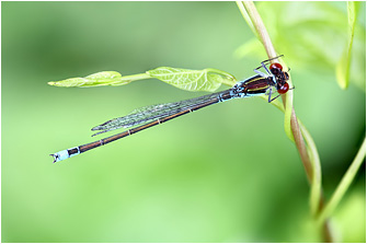 Erythromma viridulum