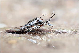 Gerris argentatus