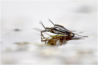 Gerris argentatus