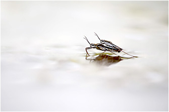 Gerris argentatus
