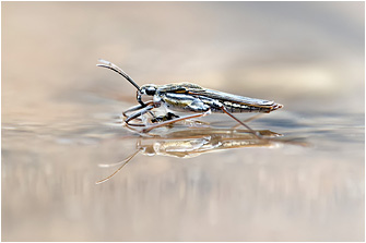 Gerris argentatus