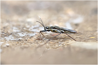Gerris argentatus