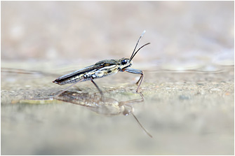 Gerris argentatus