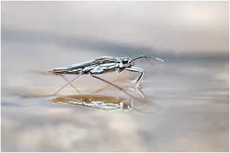 Gerris argentatus
