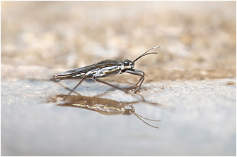 Gerris argentatus